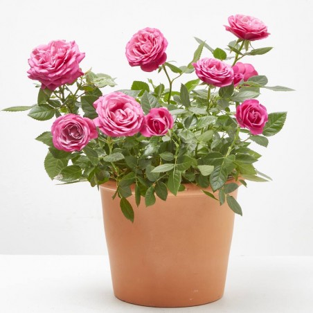 ROSAL NOLINA ROSA MACETA 3L