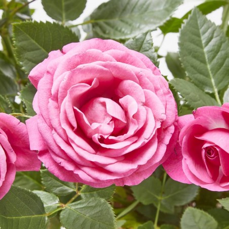 ROSAL NOLINA ROSA MACETA 3L