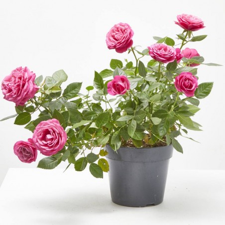 ROSAL NOLINA ROSA MACETA 3L