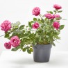 ROSAL NOLINA ROSA MACETA 3L