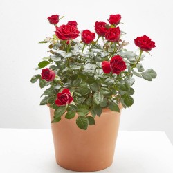 ROSAL NOLINA ROJO MACETA 3L