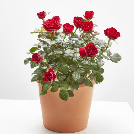 ROSAL NOLINA ROJO MACETA 3L