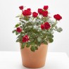 ROSAL NOLINA ROJO MACETA 3L