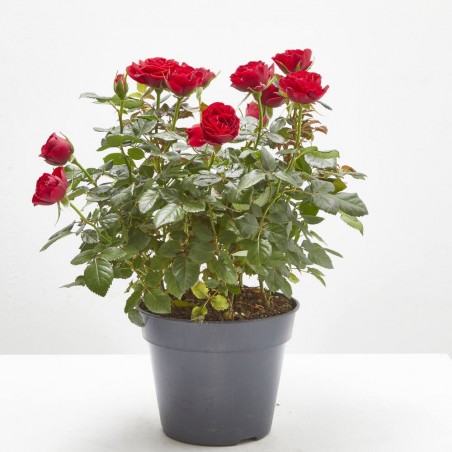 ROSAL NOLINA ROJO MACETA 3L