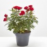 ROSAL NOLINA ROJO MACETA 3L