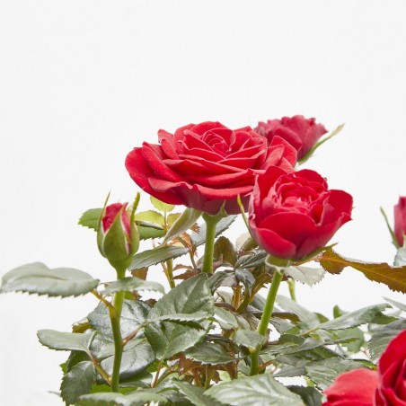 ROSAL NOLINA ROJO MACETA 3L