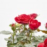 ROSAL NOLINA ROJO MACETA 3L