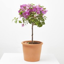 BOUGANVILLA MINI COPA MACETA 3L