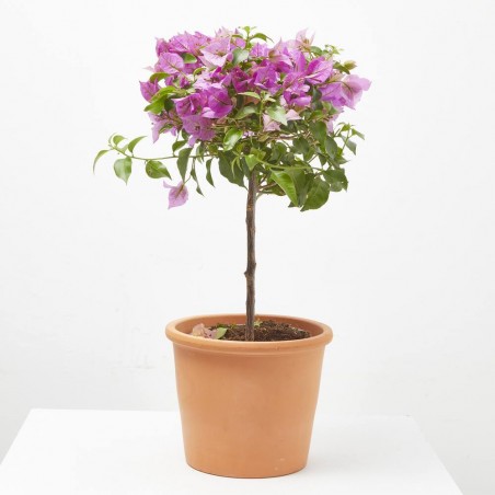 BOUGANVILLA MINI COPA MACETA 3L