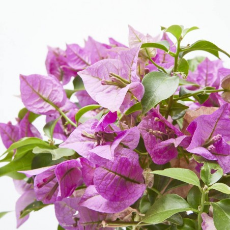 BOUGANVILLA MINI COPA MACETA 3L