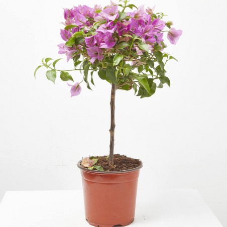 BOUGANVILLA MINI COPA MACETA 3L