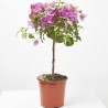BOUGANVILLA MINI COPA MACETA 3L