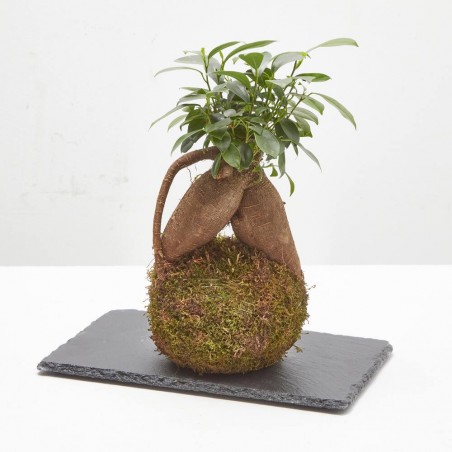 KOKEDAMA FICUS GINSENG D12