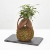 KOKEDAMA FICUS GINSENG D12