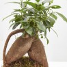 KOKEDAMA FICUS GINSENG D12