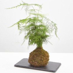 KOKEDAMA ESPARRAGUERA D12
