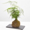 KOKEDAMA ESPARRAGUERA D12