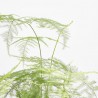 KOKEDAMA ESPARRAGUERA D12