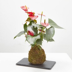 KOKEDAMA ANTHURIUM D12