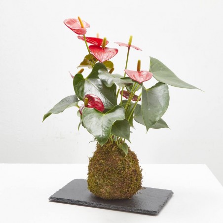 KOKEDAMA ANTHURIUM D12