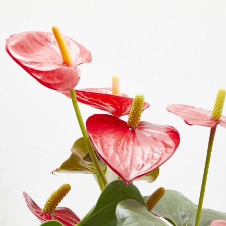 KOKEDAMA ANTHURIUM D12