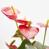 KOKEDAMA ANTHURIUM D12