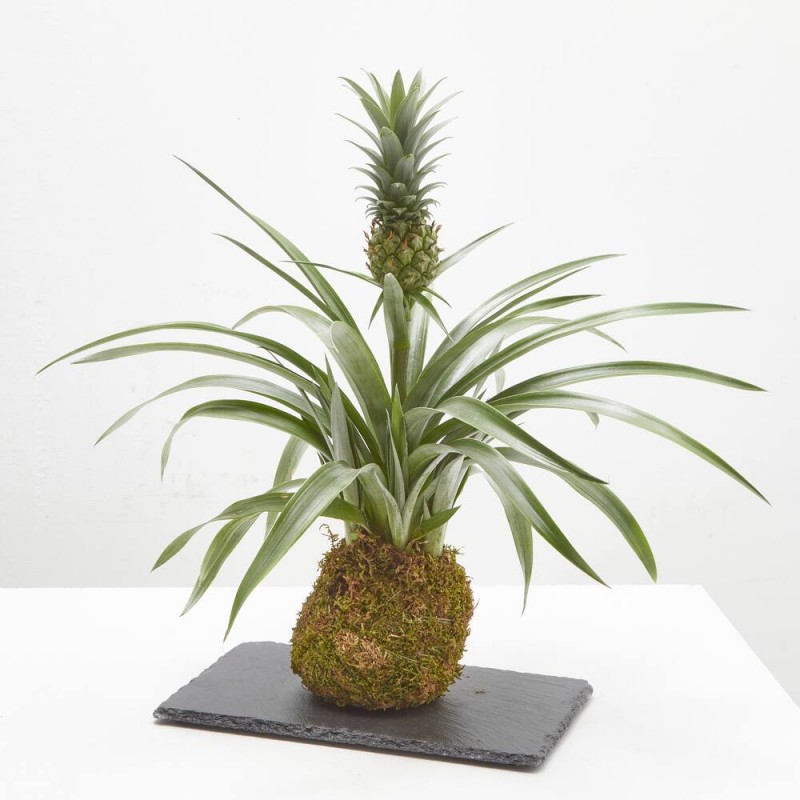 KOKEDAMA PIÑA D12