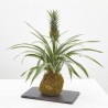 KOKEDAMA PIÑA D12