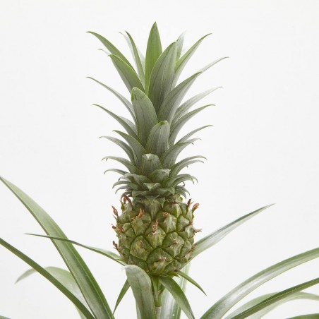 KOKEDAMA PIÑA D12