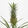 KOKEDAMA PIÑA D12