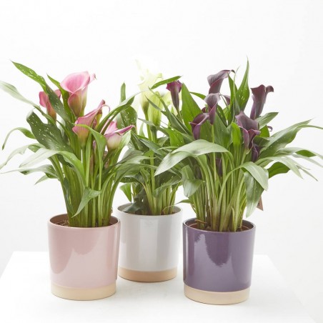 CALA CON CUBRE SOFT COLOURS M-15