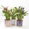 CALA CON CUBRE SOFT COLOURS M-15