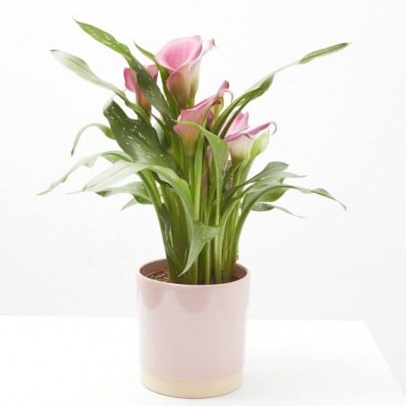 CALA CON CUBRE SOFT COLOURS M-15