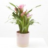 CALA CON CUBRE SOFT COLOURS M-15