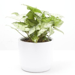 SYNGONIUM VARIEDADES MACETA 14CM