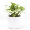 SYNGONIUM VARIEDADES MACETA 14CM