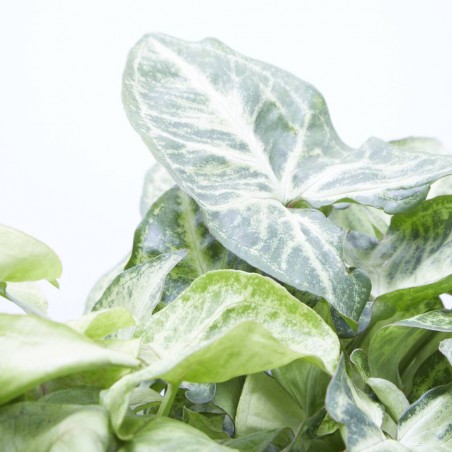 SYNGONIUM VARIEDADES MACETA 14CM