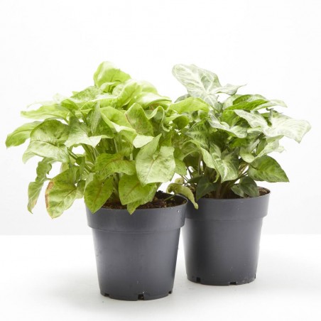 SYNGONIUM VARIEDADES MACETA 14CM