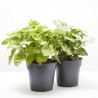 SYNGONIUM VARIEDADES MACETA 14CM