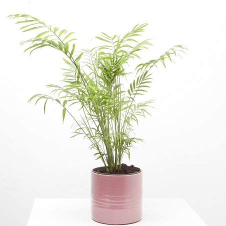 CHAMADOREA MACETA 3L