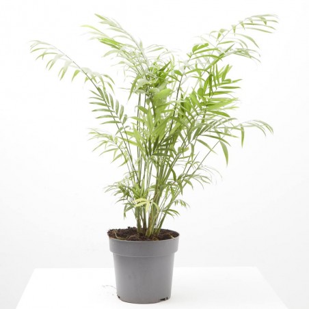 CHAMADOREA MACETA 3L
