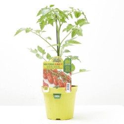 TOMATE MINI PERINO DUNNE F1 INJERTADA M-14