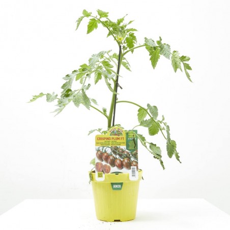 TOMATE ZEBRA CRISPINO PLUM F1 INJERTADA M-14
