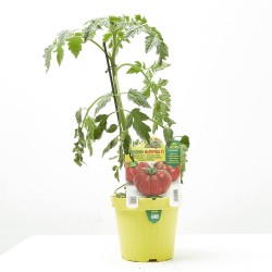 TOMATE MARMANDE MARYPOSA F1 INJERTADA M-14