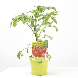 TOMATE EN RACIMO HORUS F1  INJERTADA M-14