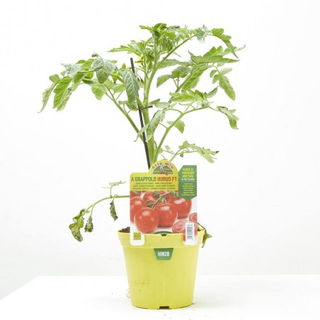TOMATE EN RACIMO HORUS F1  INJERTADA M-14