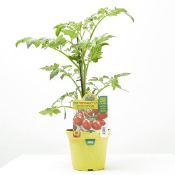 TOMATE PICCADILLY TRENDY F1 INJERTADA M-14