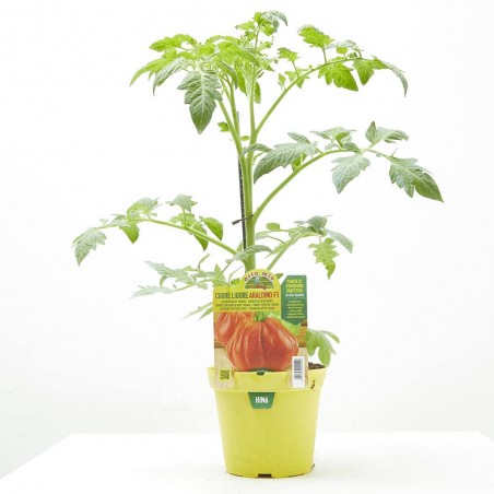 TOMATE CORAZÓN LIGURE DEL PONIENTE BF 220 F1 INJ