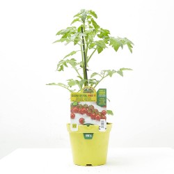 TOMATE CEREZA BINGO TWITTER INJERTADO M-14