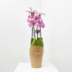 ORQUÍDEA PHALAENOPSIS MACETA 17CM 4TALLOS